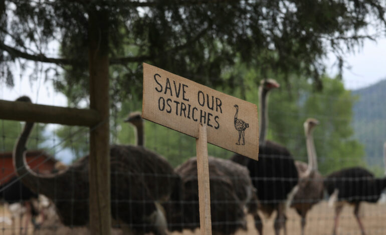 Efforts to Save Ostriches From Avian Flu Outbreak in Canada