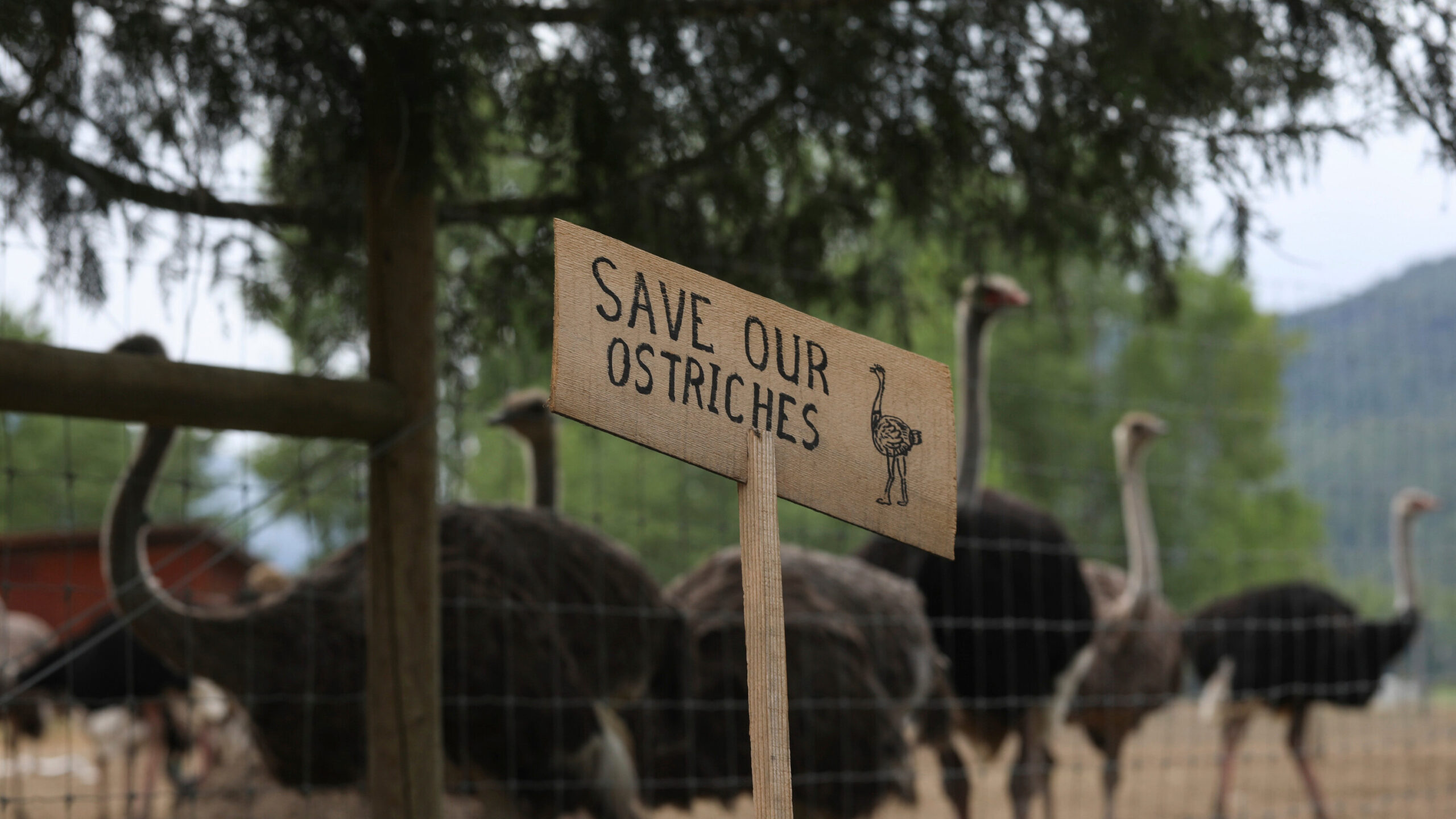Efforts to Save Ostriches From Avian Flu Outbreak in Canada