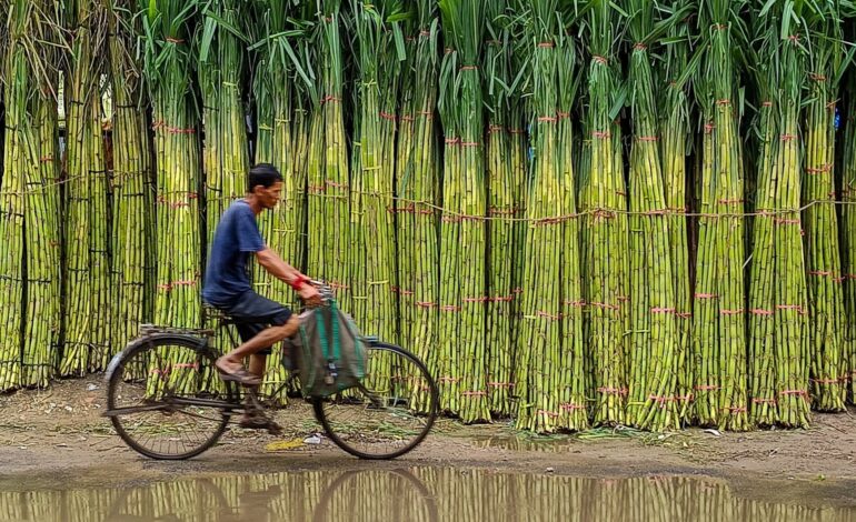 The Invisible Forces Behind Rising Sugar Prices