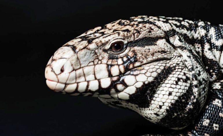 AI Unearths Ancient Tegu Lizard in Florida: A New Discovery