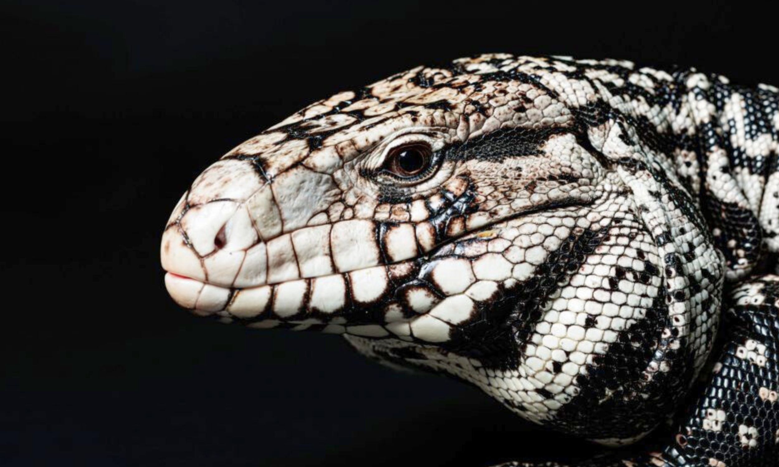 AI Unearths Ancient Tegu Lizard in Florida: A New Discovery