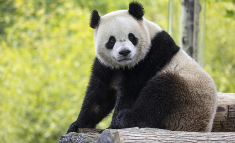 Multinational Companies Turn to Panda Bonds Amid Tariff War Risks