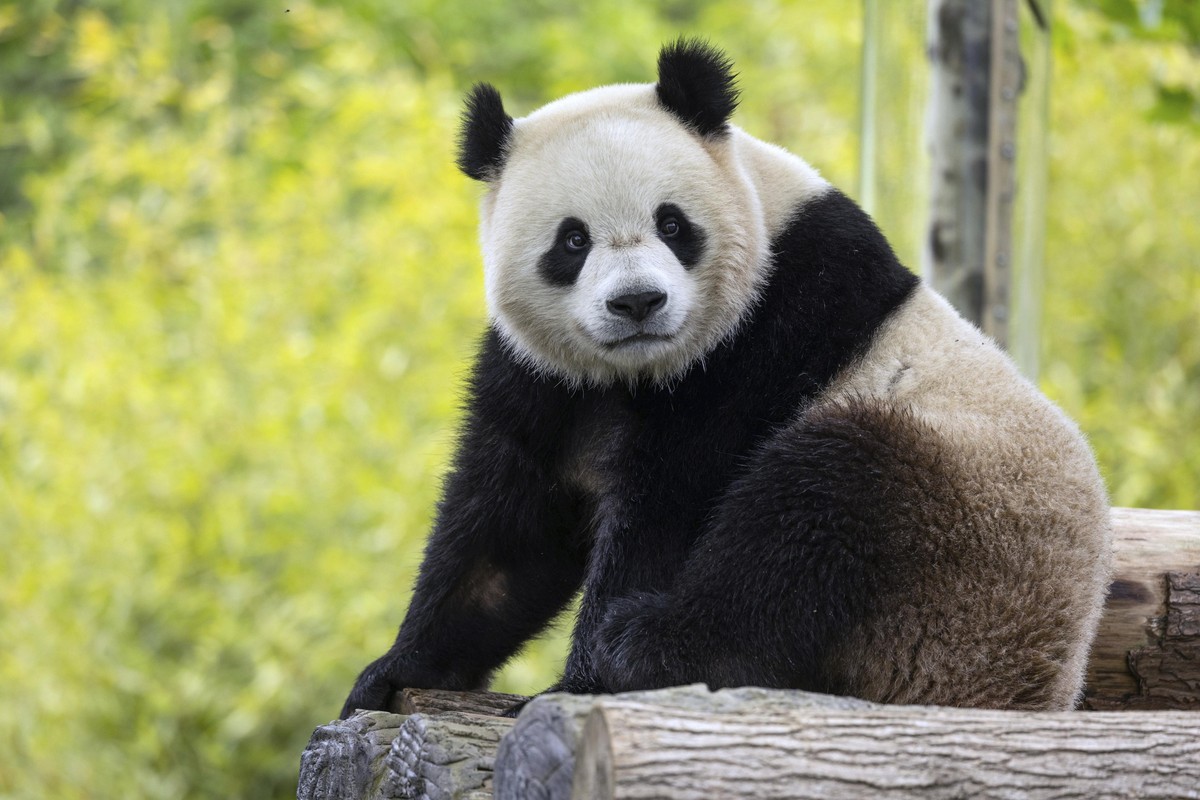 Multinational Companies Turn to Panda Bonds Amid Tariff War Risks