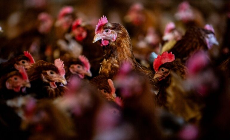 Understanding the Impact: A Major American Egg Farm Loses 90% of Its Chickens