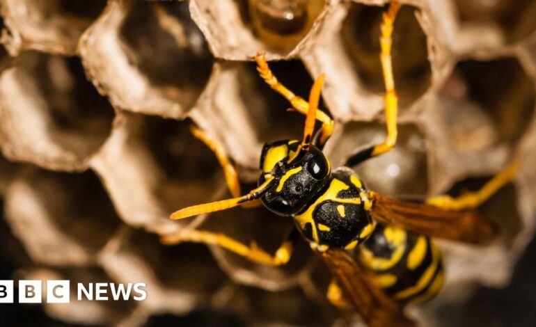 The Radioactive Wasp Nest: A Startling Discovery at an Old US Nuclear Weapons Site