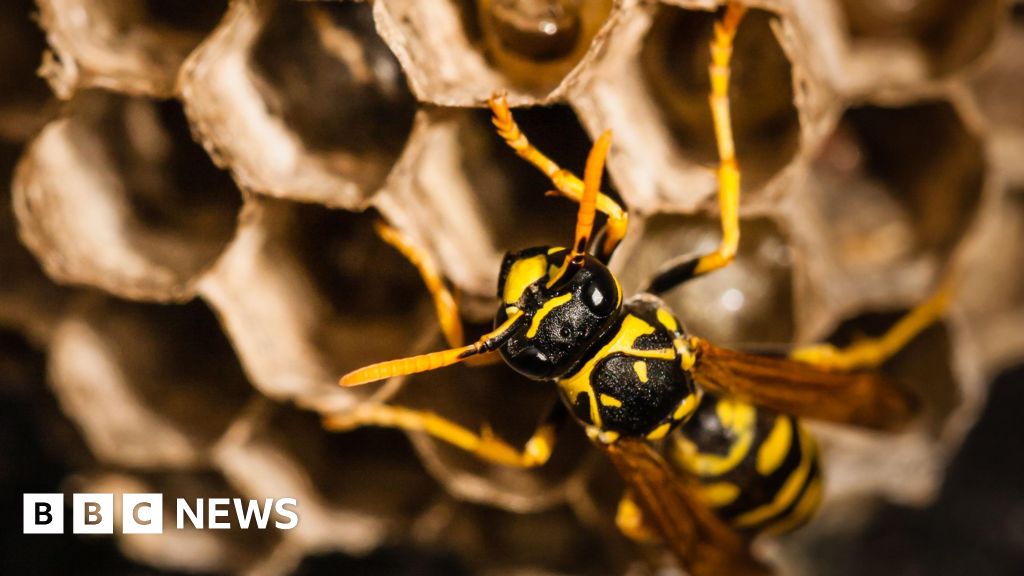 The Radioactive Wasp Nest: A Startling Discovery at an Old US Nuclear Weapons Site