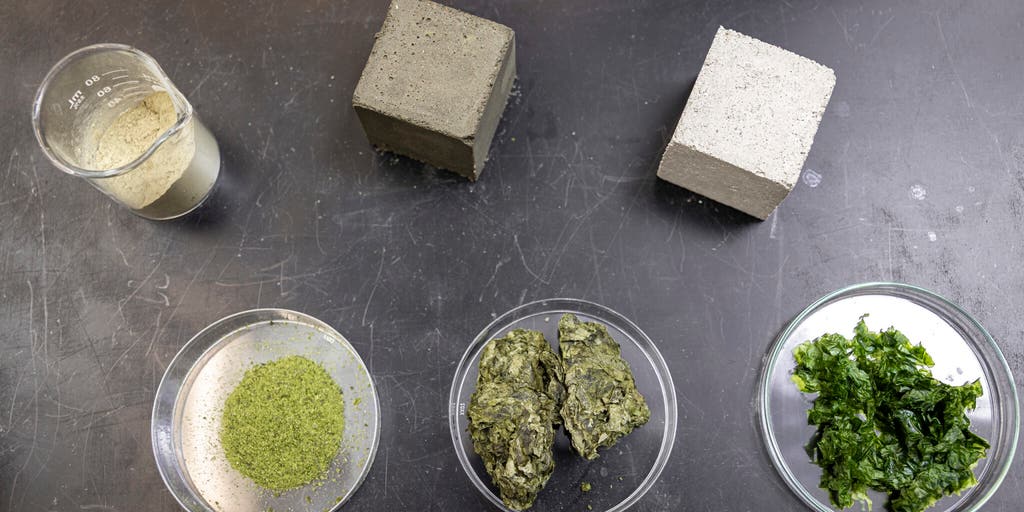 Innovative Seaweed Solution: Reducing Concrete’s Carbon Footprint