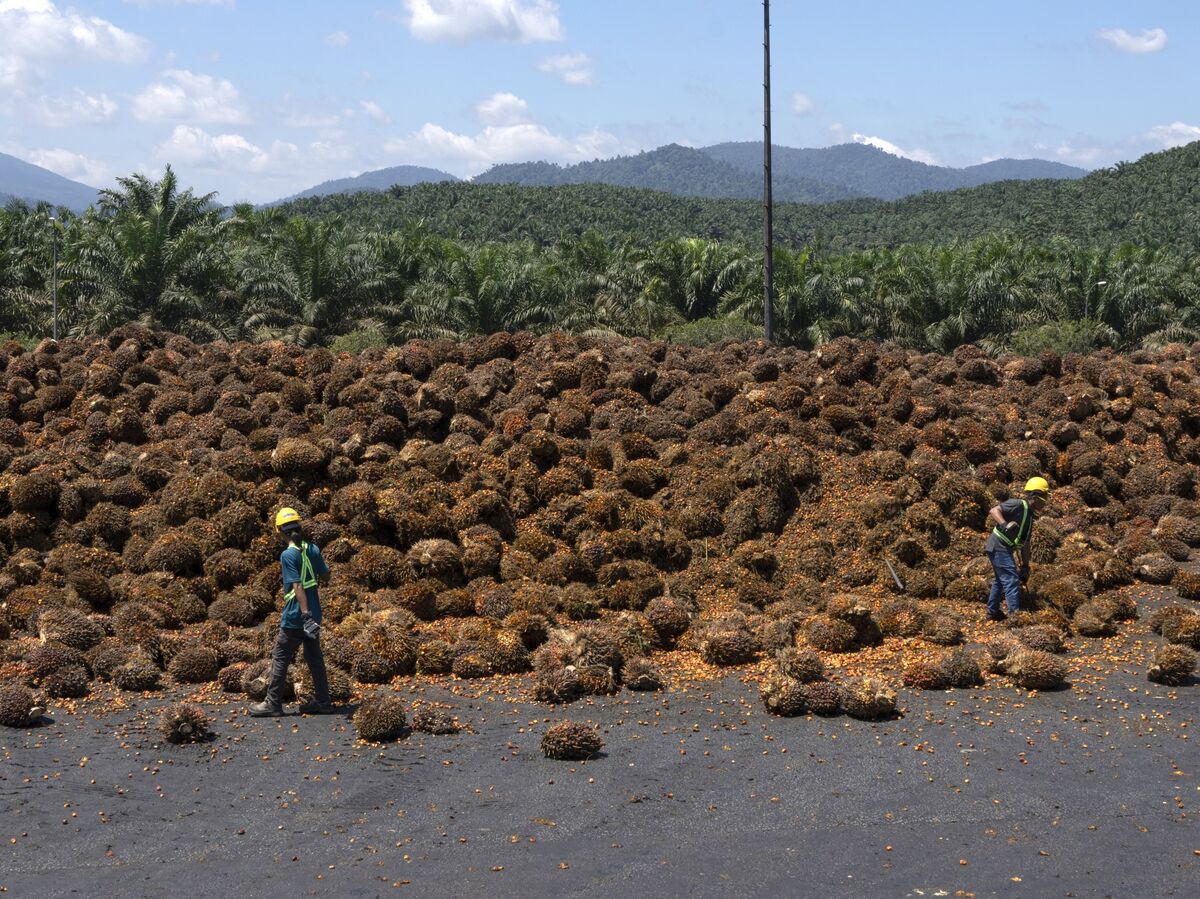 Malaysian Export Surge Boosts Palm Oil Prices to Two-Week High
