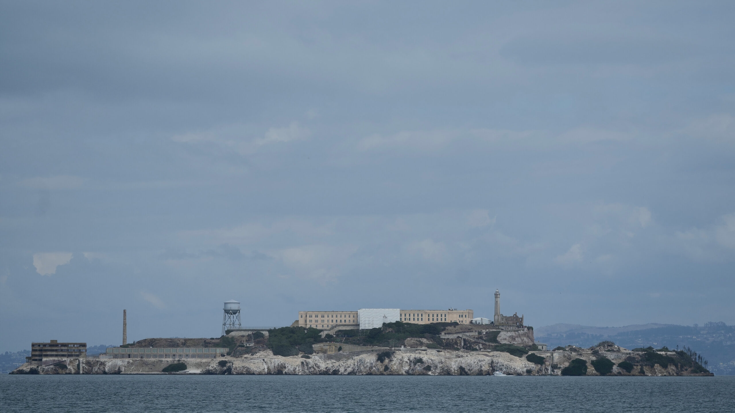 Escape to Alcatraz: Coyote’s Remarkable Swim to New Territories