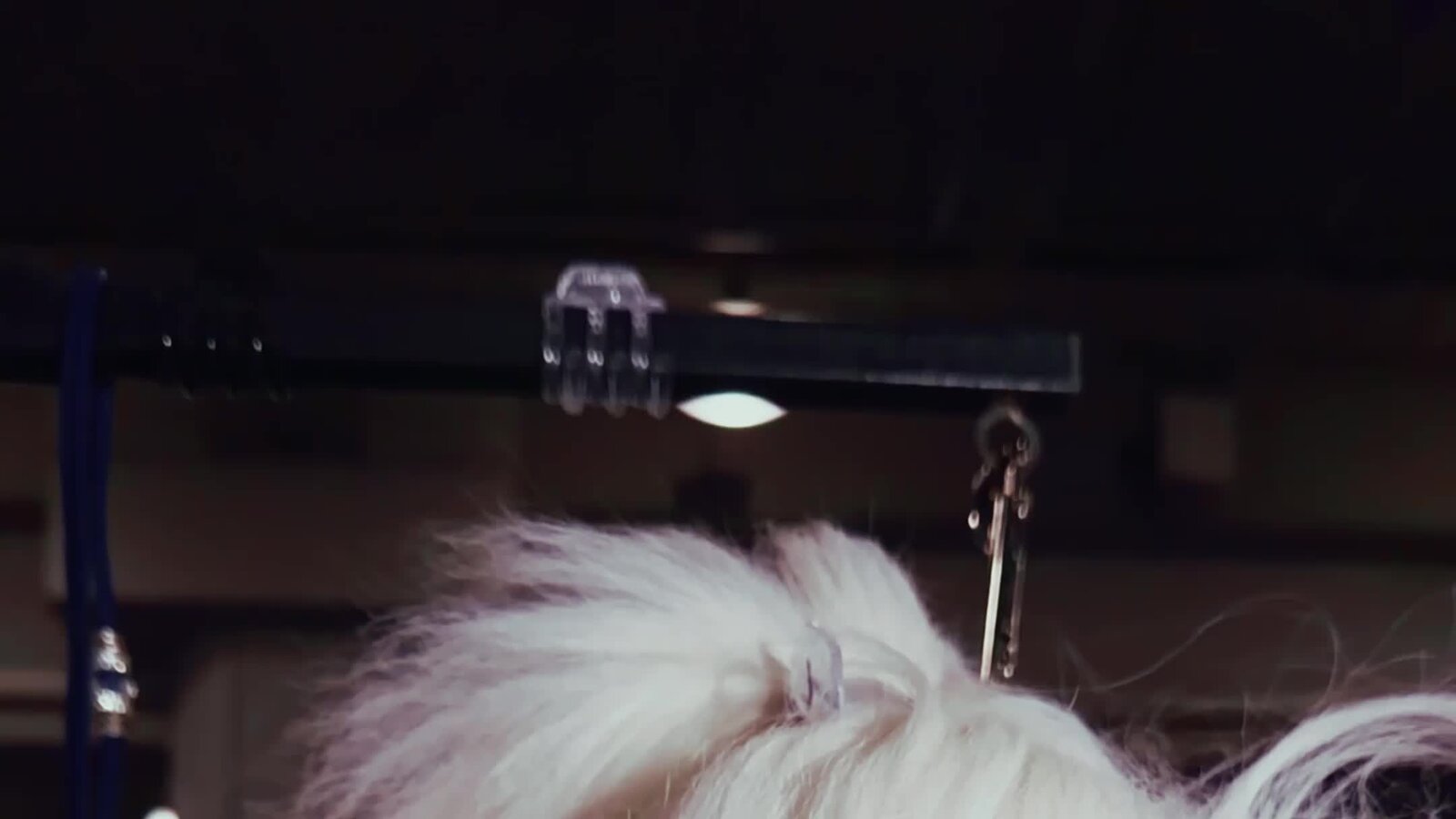 A Journey into the Westminster Dog Show 2026: Exclusive Behind-the-Scenes Photos