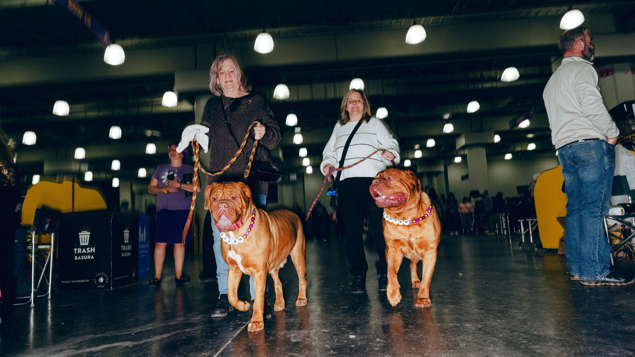 The Best of the Best: Westminster Dog Show 2026 Highlights
