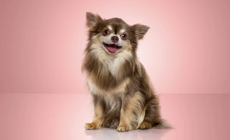 Top Pet Insurance Choices in Vermont for 2023