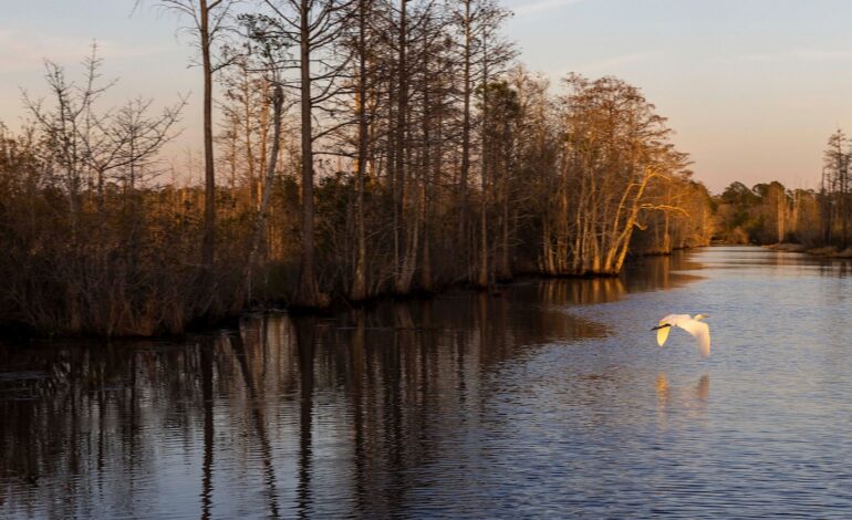 Georgia’s Okefenokee Swamp Achieves Prestigious UNESCO World Heritage Status